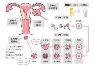 妊娠判定 早期妊娠診断とｈcg値の関係 体外授精 はらメディカルクリニック