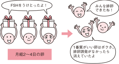月経2〜4日の卵の画像
