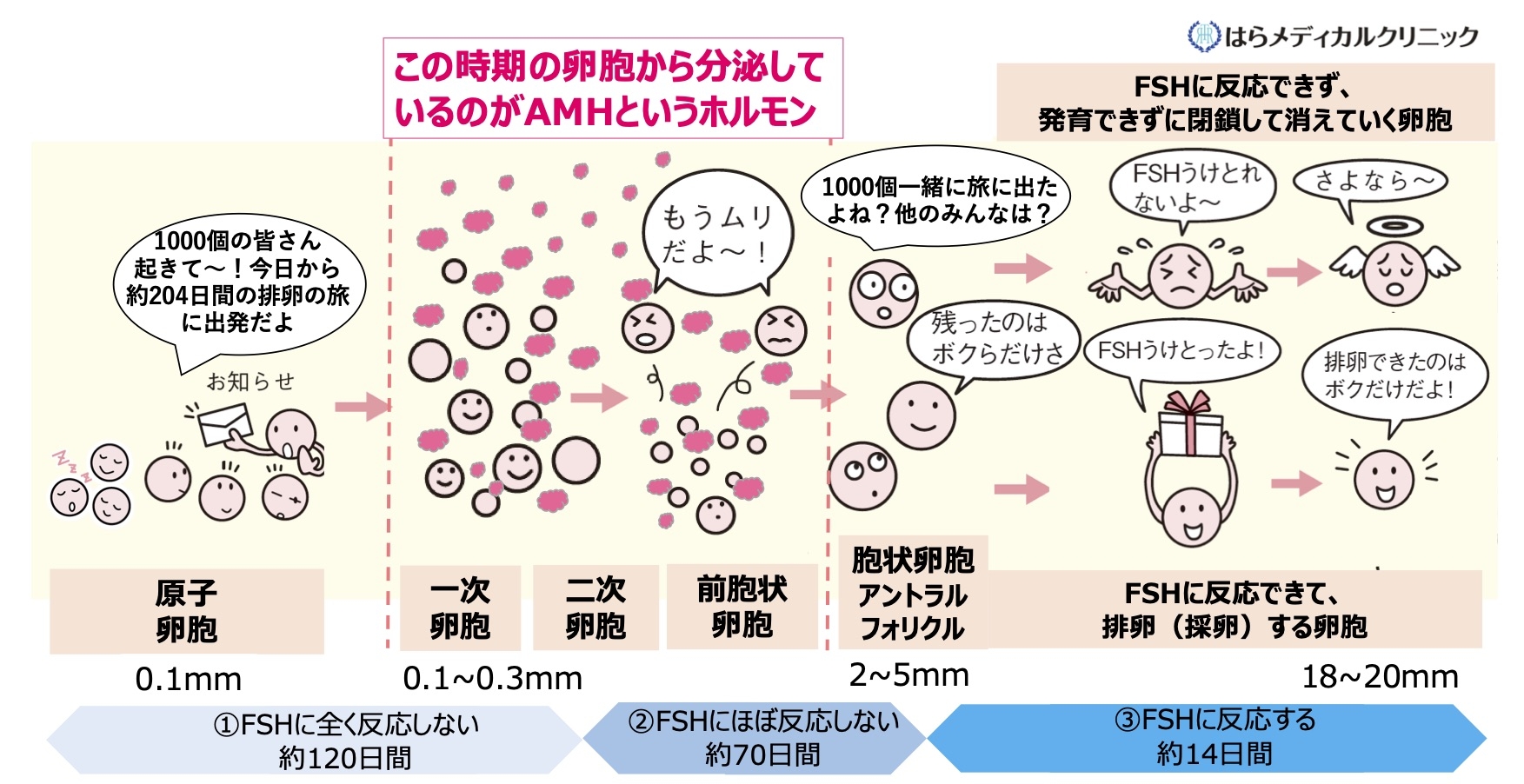 amh 急 に 下がる