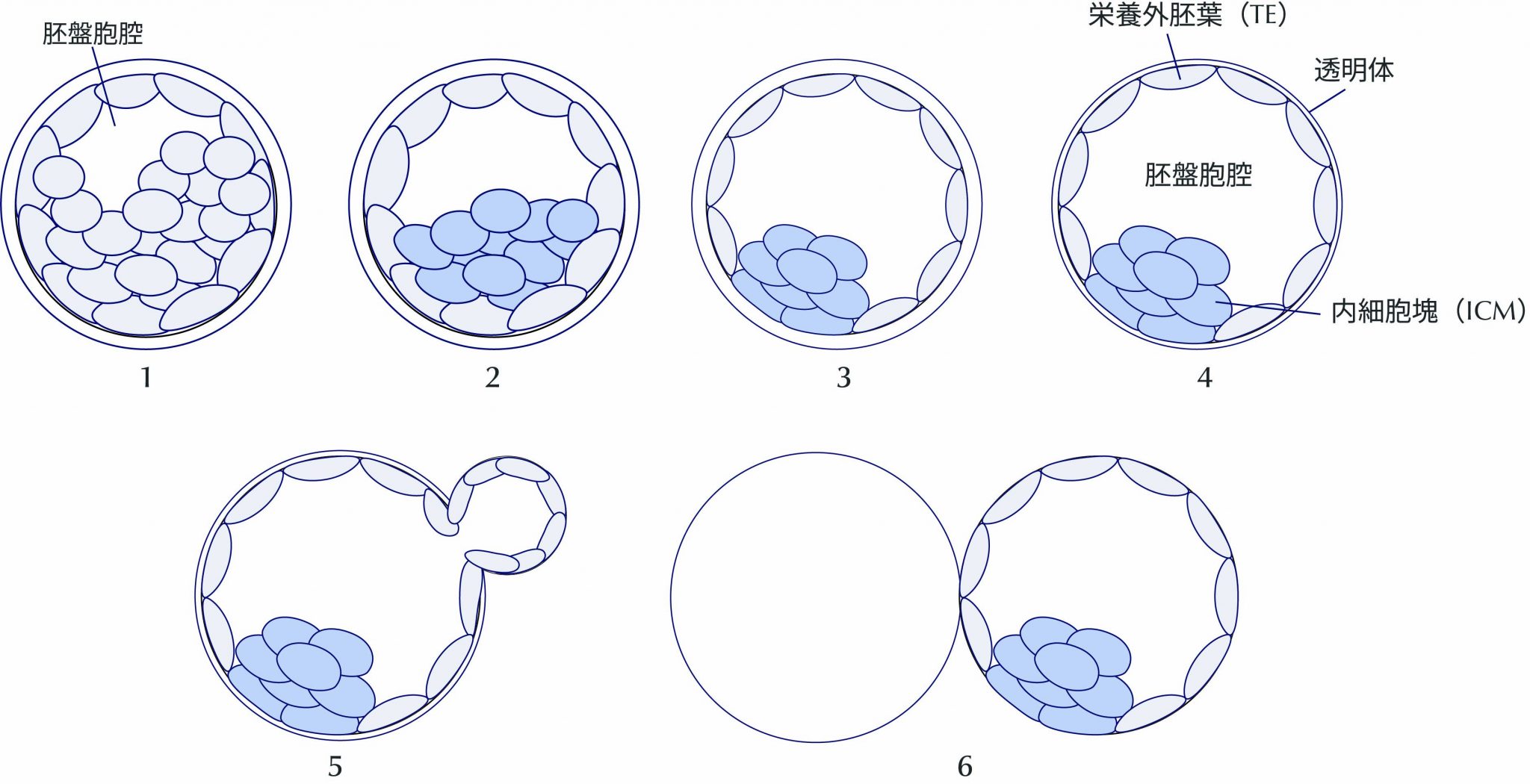 胚培養とは? | 採卵後の受精卵の発育と胚グレードを解説 | はらメディカルクリニック