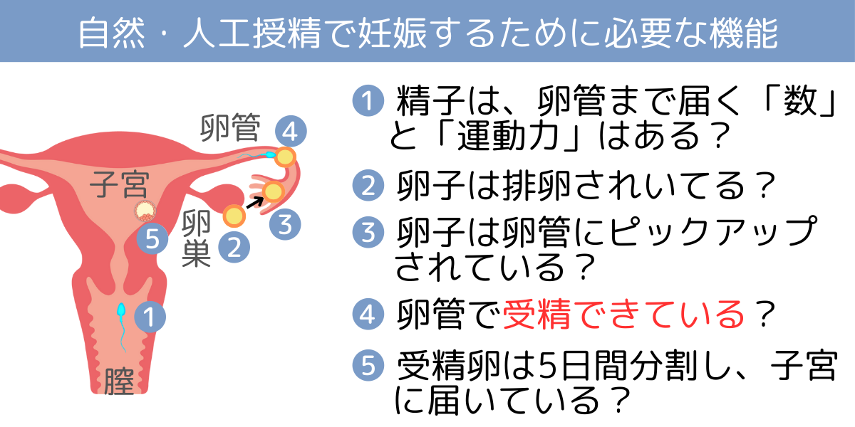 自然妊娠・人工授精に必要な5つの条件:精子・卵子・卵管の働きとは?