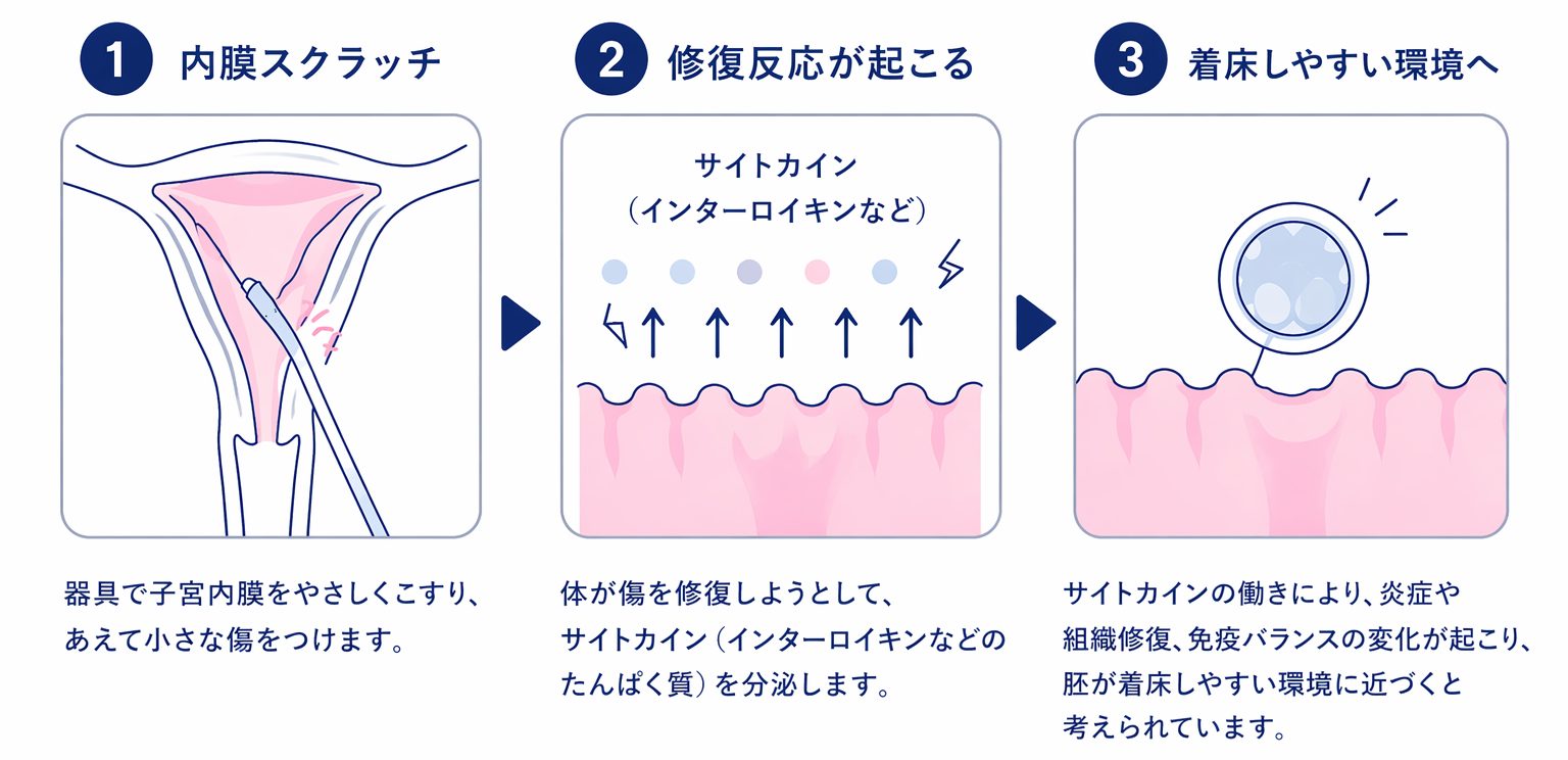 子宮内膜スクラッチの仕組み