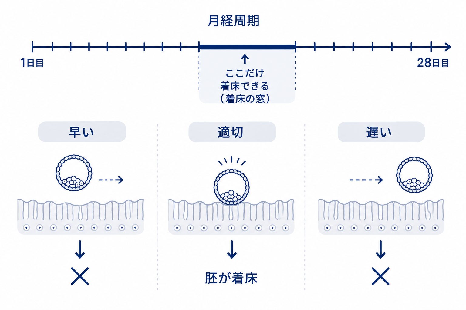 着床の窓とは 着床の窓とは