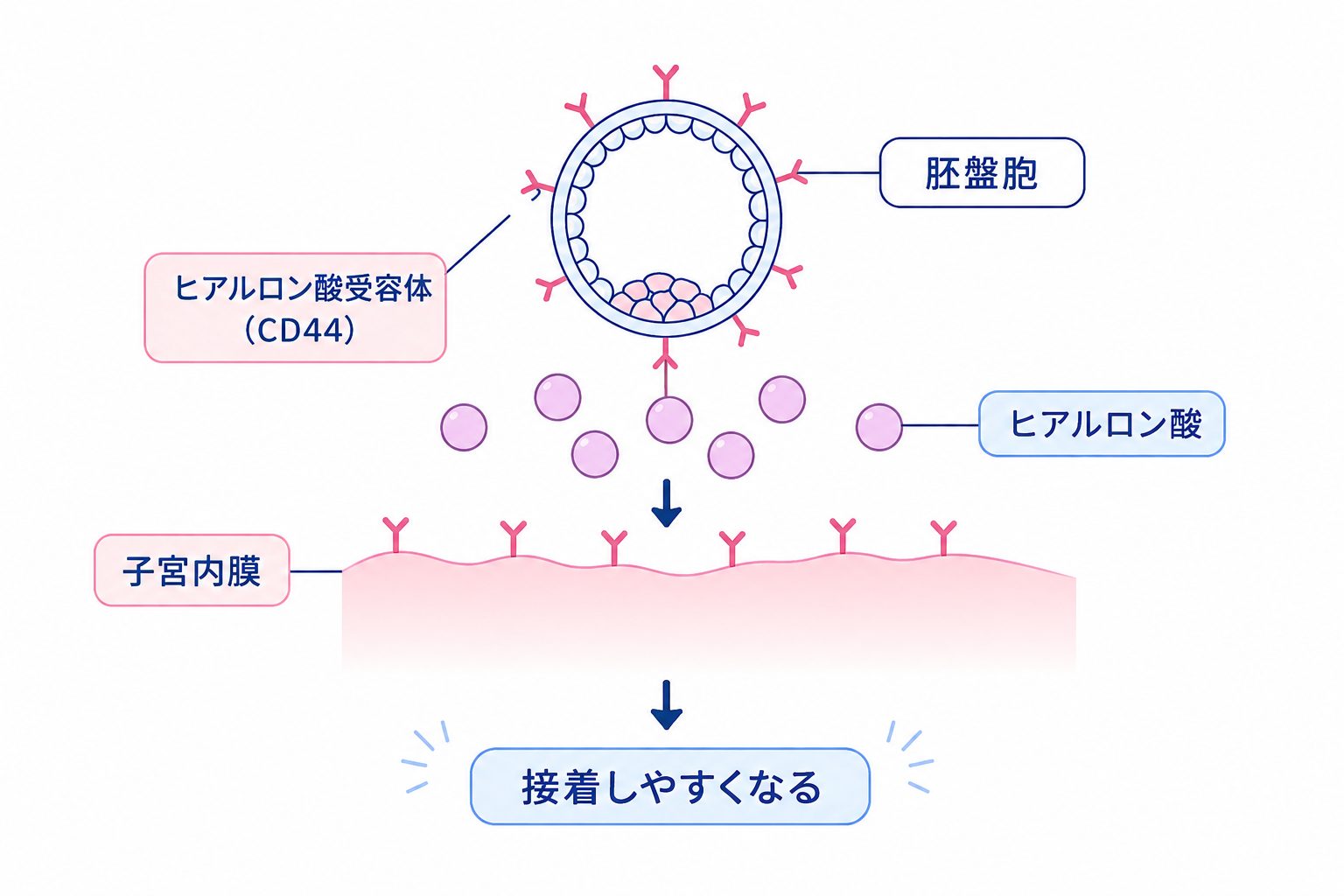 高濃度ヒアルロン酸含有培養液が着床をサポートする仕組み